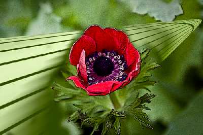 red flower (Kontaktformular)