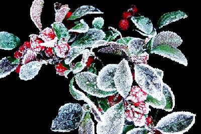 Frostbeere (frost berry) (Kontaktformular)